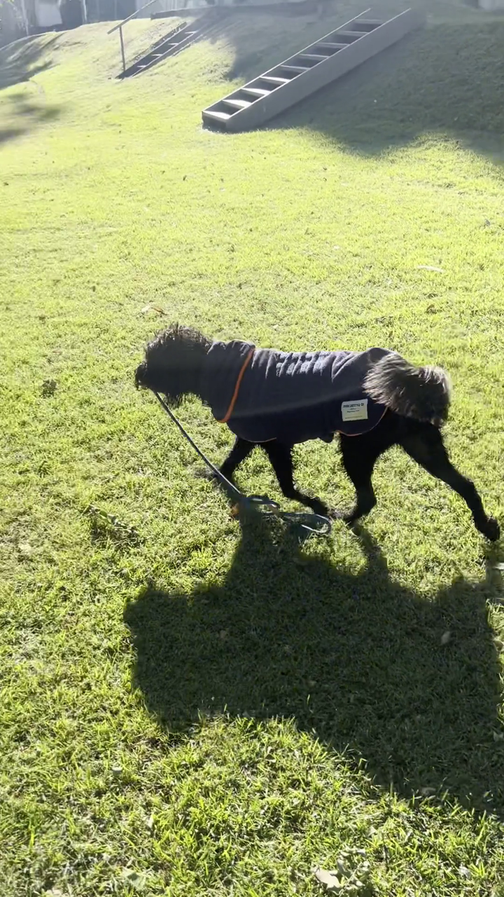 Dog Drying Coat